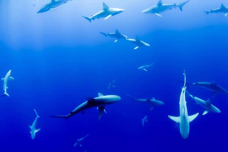 Why You Shouldn't Worry About Virginia Beach Shark Attacks > Virginia Beach