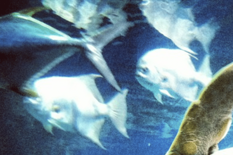 Virginia Aquarium Virginia Beach